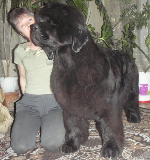 Фото: ньюфаундленд Супер Премиум Голд Кисс (Super Premium Gold Kis), Елена Кропотова