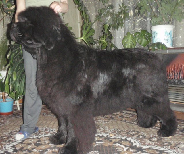 Фото: ньюфаундленд Супер Премиум Голд Кисс (Super Premium Gold Kis)