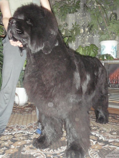 Фото: ньюфаундленд Супер Премиум Голд Кисс (Super Premium Gold Kis)