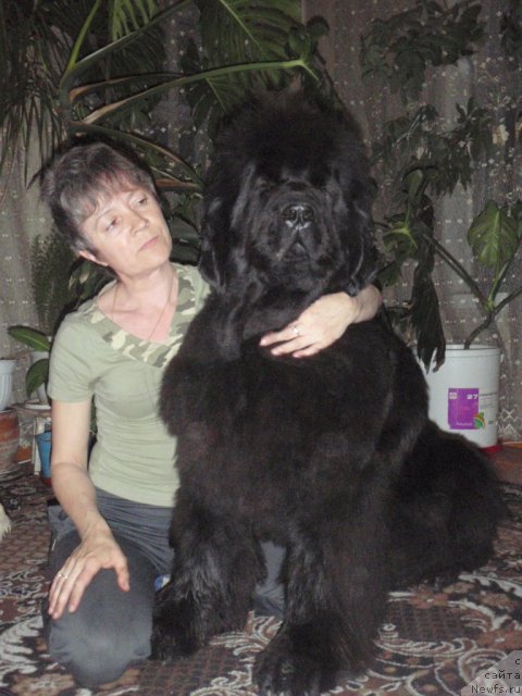 Фото: ньюфаундленд Супер Премиум Голд Кисс (Super Premium Gold Kis)