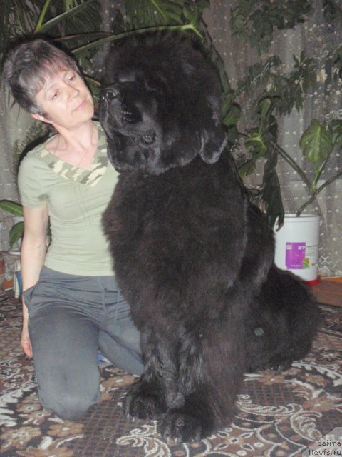 Фото: ньюфаундленд Супер Премиум Голд Кисс (Super Premium Gold Kis)