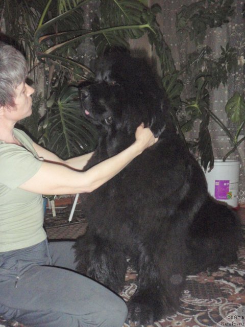 Фото: ньюфаундленд Супер Премиум Голд Кисс (Super Premium Gold Kis)