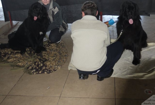 Фото: ньюфаундленд Супер Премиум Елисейская Поляна, ньюфаундленд Мирабелла из Тихого Омута