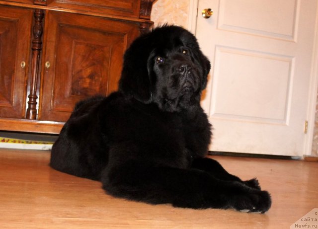 Фото: ньюфаундленд Смигар Галакси Шелл Вин (Smigar Galaxsy Shall Win)