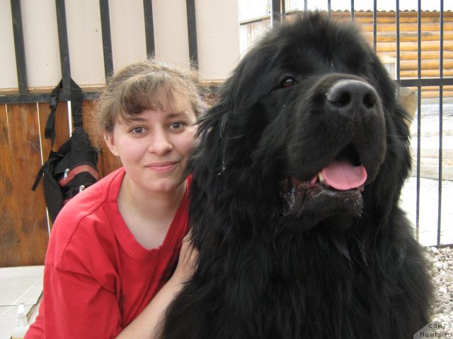 Фото: Дарья Гусынина, ньюфаундленд Акватория Келвин Изумрудный Дождь (Aquatoria Kelvin Izumrudny Dozhd)