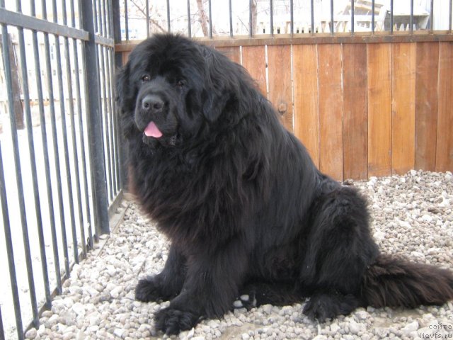 Фото: ньюфаундленд Акватория Келвин Изумрудный Дождь (Aquatoria Kelvin Izumrudny Dozhd)