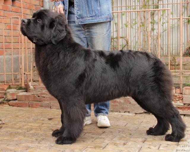 Фото: ньюфаундленд Сила с Берега Дона (Sila s Berega Dona)