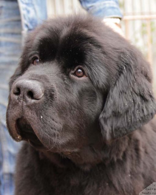 Фото: ньюфаундленд Сила с Берега Дона (Sila s Berega Dona)