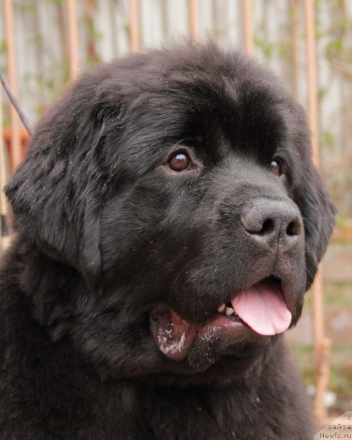 Фото: ньюфаундленд Сила с Берега Дона (Sila s Berega Dona)