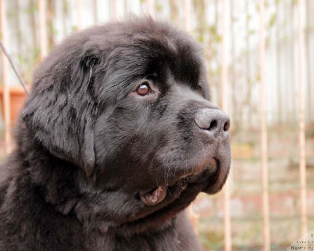 Фото: ньюфаундленд Сила с Берега Дона (Sila s Berega Dona)