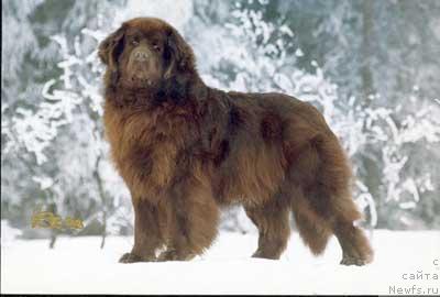 Фото: ньюфаундленд Galbybygdas Deep Brown Casanovason