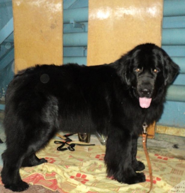 Фото: ньюфаундленд Колдовская Любовь