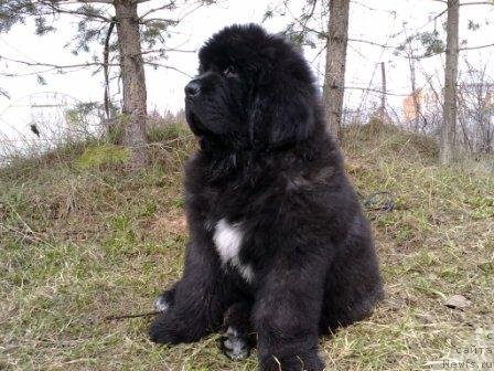 Фото: ньюфаундленд Оливрико Армани Росс (Olivriko Armani Ross)