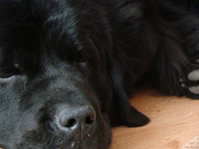 Фото: ньюфаундленд Супер Бизон Дека