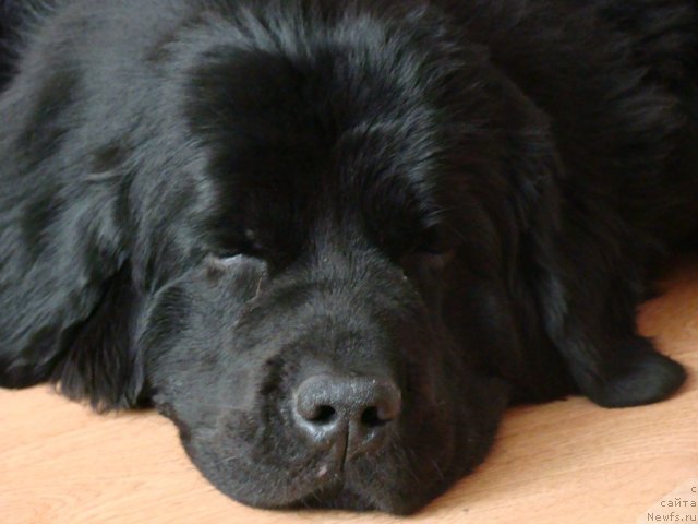 Фото: ньюфаундленд Супер Бизон Дека