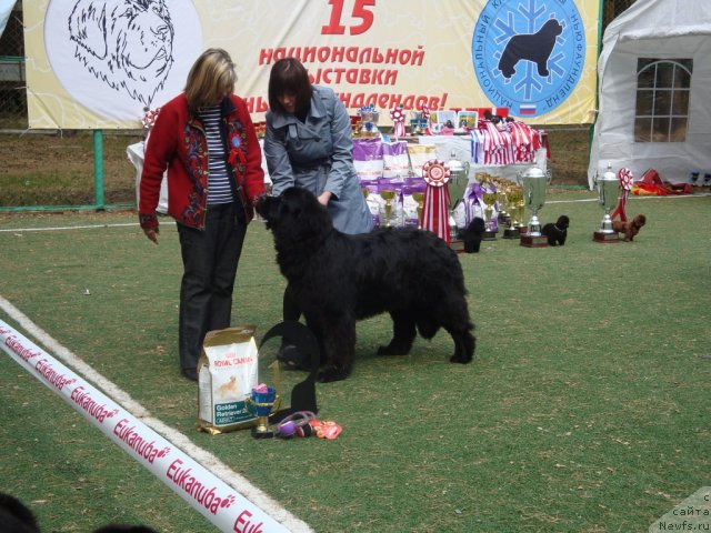 Фото: ньюфаундленд Их Высочество Глория Айрис (Ih Visochestvo Gloria Airis), судья - Birgitte Gothen, Марина Горошенко