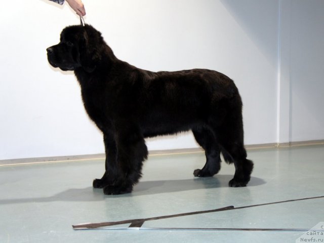 Фото: ньюфаундленд Бегущая по Волнам Харизма (Beguschaya po Volnam Harizma)