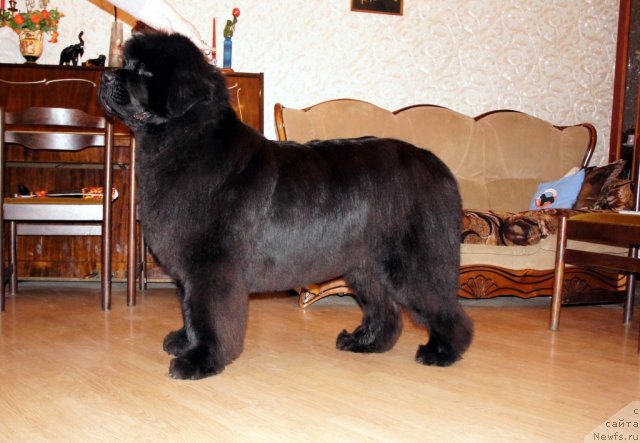 Фото: ньюфаундленд Смигар Нимфея Неотразимая (Smigar Nimfeya Neotrazimaya)