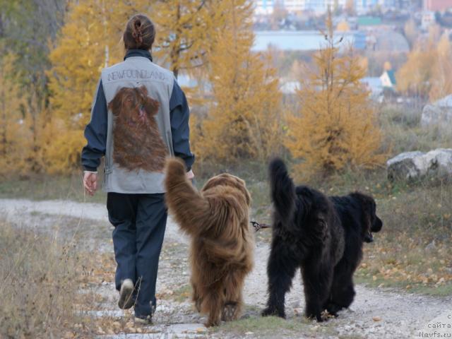 Фото: ньюфаундленд Лесная Сказка Изольда, ньюфаундленд Юган с Тоянова Городка (Ygan s Toyanova Gorodka), Надежда Момот