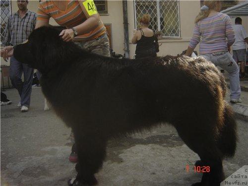 Фото: ньюфаундленд Жемчуг Гранд из Уникальной Коллекции