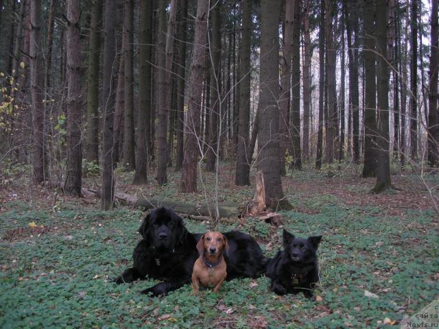 Фото: ньюфаундленд Сангрия