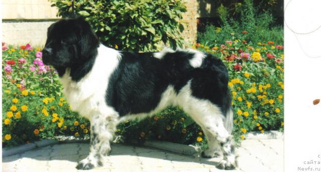 Фото: ньюфаундленд Ornak Oczeret Wichrowe Laki