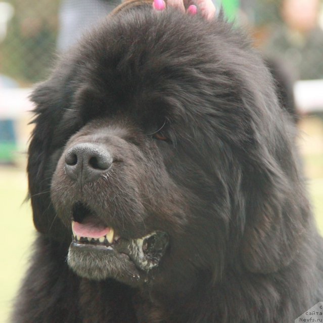 Фотография № 64850