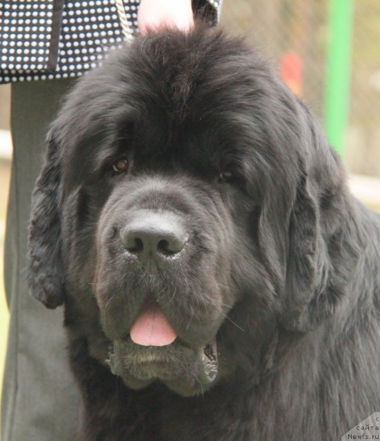 Фотография № 64852