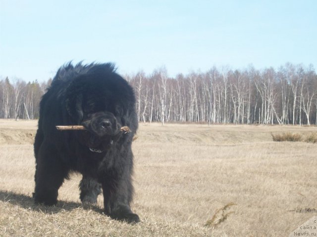Фото: ньюфаундленд Карат из Медвежьего Яра (Karat iz Medvejyego Yara)