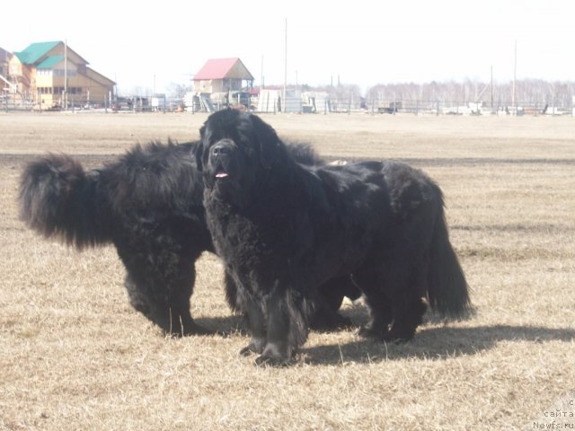 Фото: ньюфаундленд Ярада из Сибирской Глубинки (Yarada iz Sibirskoy Glubinki)