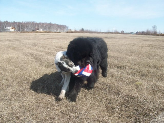 Фото: ньюфаундленд Карат из Медвежьего Яра (Karat iz Medvejyego Yara)