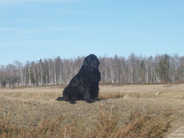 Фото: ньюфаундленд Ярада из Сибирской Глубинки (Yarada iz Sibirskoy Glubinki)