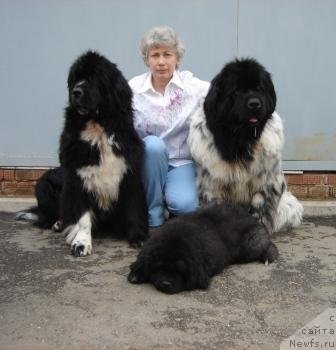 Фото: ньюфаундленд Плюшевая Панда Оливия, ньюфаундленд Плюшевая Панда Диланд (Plushevaya Panda Diland), ньюфаундленд Оливрико Армани Росс (Olivriko Armani Ross)