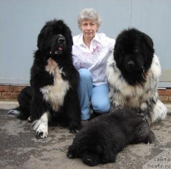 Фото: ньюфаундленд Плюшевая Панда Оливия, ньюфаундленд Плюшевая Панда Диланд (Plushevaya Panda Diland), ньюфаундленд Оливрико Армани Росс (Olivriko Armani Ross)