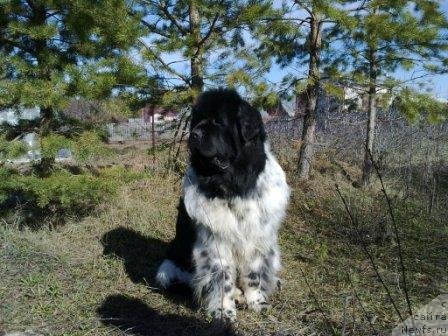 Фото: ньюфаундленд Плюшевая Панда Диланд (Plushevaya Panda Diland)