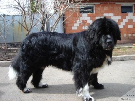 Фото: ньюфаундленд Плюшевая Панда Оливия