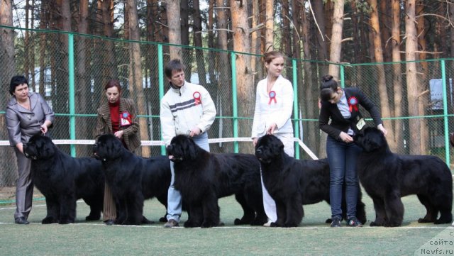 Фото: ньюфаундленд Акватория Келвин Золотой Медведь (Aquatoriya Kelvin Zolotoy Medved), ньюфаундленд Акватория Келвин Килиманджаро (Aquatoriya Kelvin Kilimandzharo), ньюфаундленд Акватория Келвин Инсайдер, ньюфаундленд Акватория Келвин Звездная Королева (Aquatoriya Kelvin Zvezdnaya Koroleva), ньюфаундленд Акватория Келвин Импресса (Aquatoriya Kelvin Impressa)