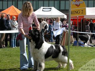 Фото: ньюфаундленд Full Metal Black Kevin