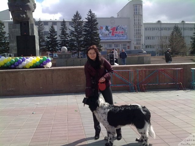 Фото: ньюфаундленд Аквиан Сонг Зест Бьютифул (Akvian Song Zest Beautiful)