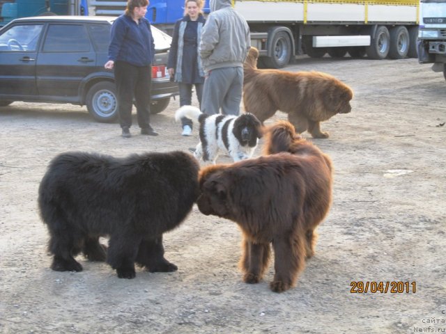 Фото: ньюфаундленд Супер Бизон Екатеринбург (Super Bizon Ekaterinburg), ньюфаундленд Их Высочество Владлена Маджикс, ньюфаундленд Командор из Медвежьего Яра, ньюфаундленд Кокетка от Чаннел из Медвежьего Яра, Алексей Нистратов, Екатерина Плотникова, Наталья Гостюхина