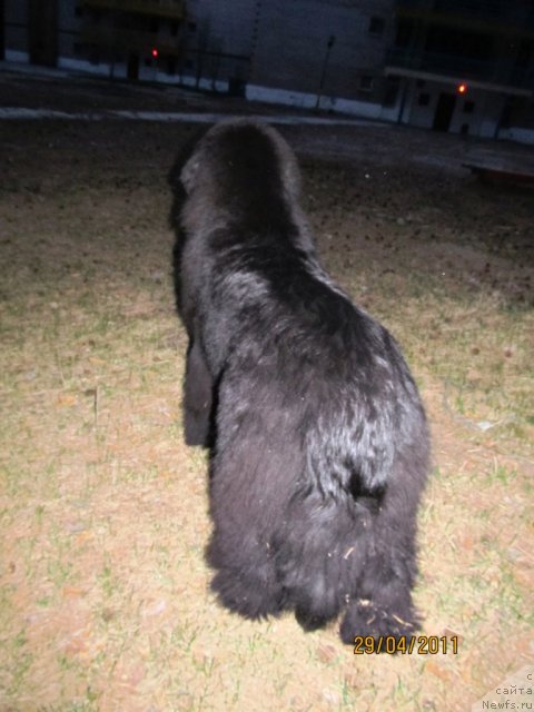 Фото: ньюфаундленд Их Высочество Владлена Маджикс