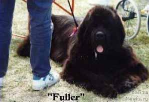 Фото: ньюфаундленд Whisperbays Full Confession