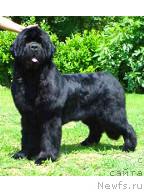 Фото: ньюфаундленд Imperial Son King of Helluland