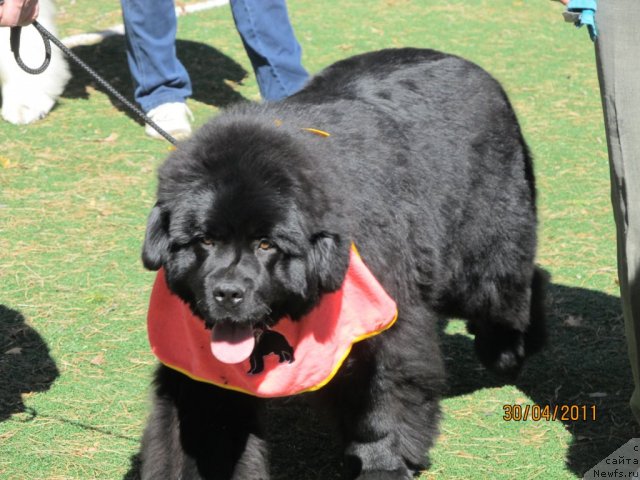 Фото: ньюфаундленд Их Высочество Владлена Маджикс