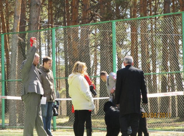 Фото: ньюфаундленд Их Высочество Вилана Блум (Ih Visochestvo Vilana Blum), Светлана Ступникова