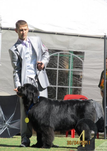 Фото: ньюфаундленд Их Высочество Вилана Блум (Ih Visochestvo Vilana Blum), Светлана Ступникова