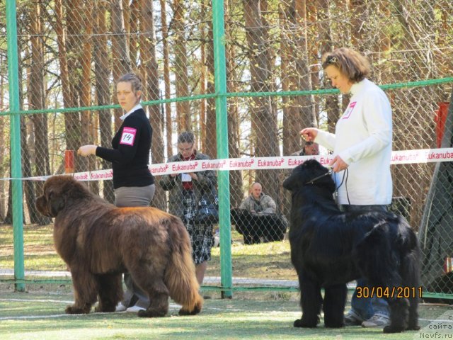 Фото: ньюфаундленд Командор из Медвежьего Яра, Екатерина Плотникова