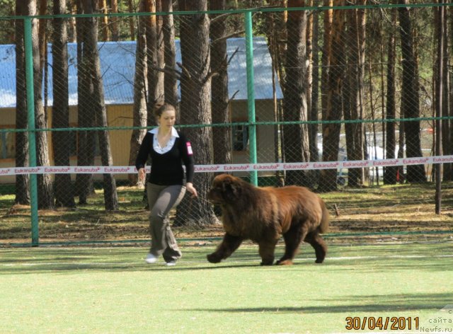 Фото: ньюфаундленд Командор из Медвежьего Яра, Екатерина Плотникова