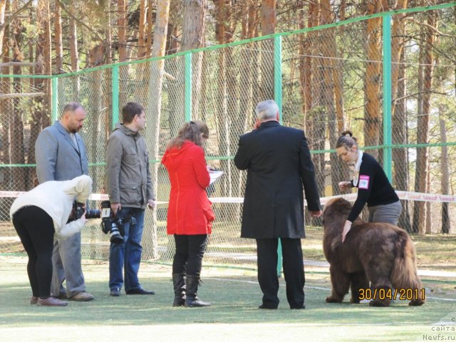 Фото: ньюфаундленд Командор из Медвежьего Яра, Екатерина Плотникова