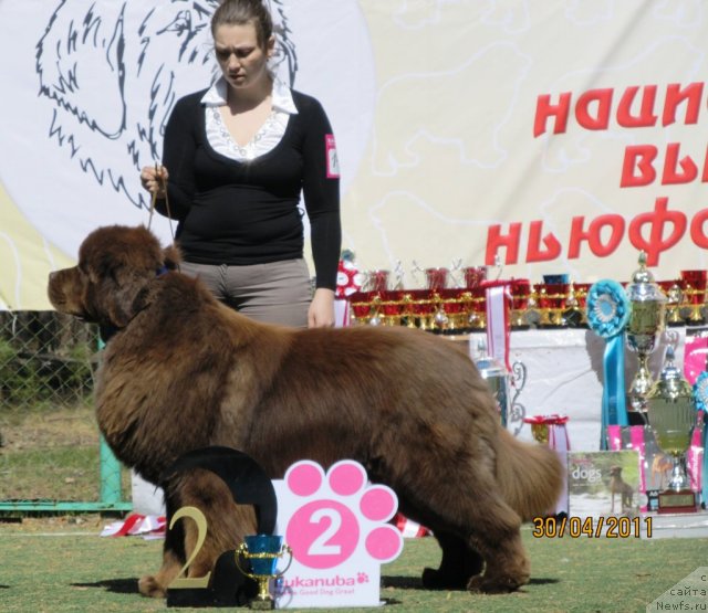 Фото: ньюфаундленд Командор из Медвежьего Яра, Екатерина Плотникова